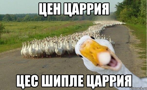 Цен царрия Цес шипле царрия, Мем гуси