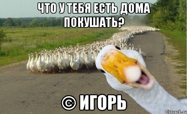 что у тебя есть дома покушать? © Игорь, Мем гуси