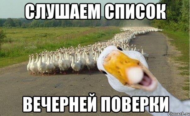 слушаем список вечерней поверки, Мем гуси