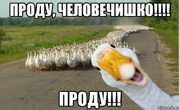 Проду, человечишкО!!!! ПРОДУ!!!, Мем гуси