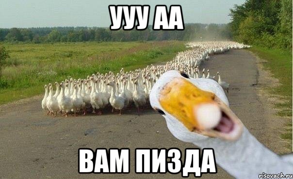 ууу аа вам пизда, Мем гуси