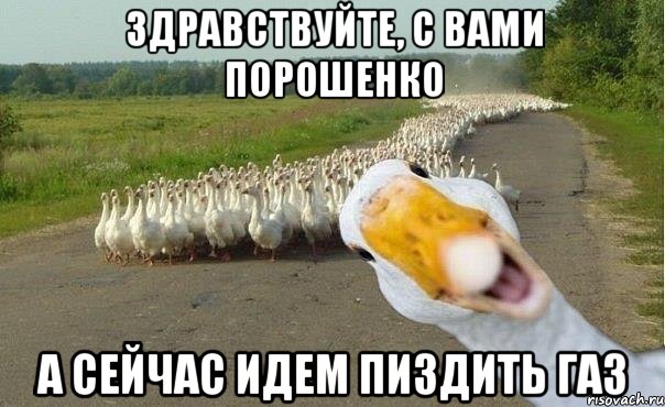 здравствуйте, с вами порошенко а сейчас идем пиздить газ, Мем гуси