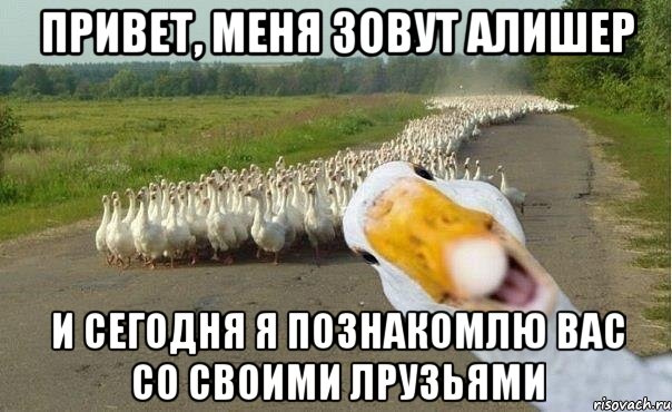 привет, меня зовут алишер и сегодня я познакомлю вас со своими лрузьями, Мем гуси