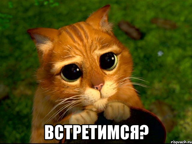  Встретимся?, Мем кот из шрека