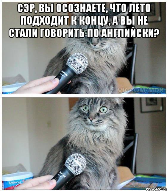 сэр, вы осознаете, что лето подходит к концу, а вы не стали говорить по английски? , Комикс  кот с микрофоном