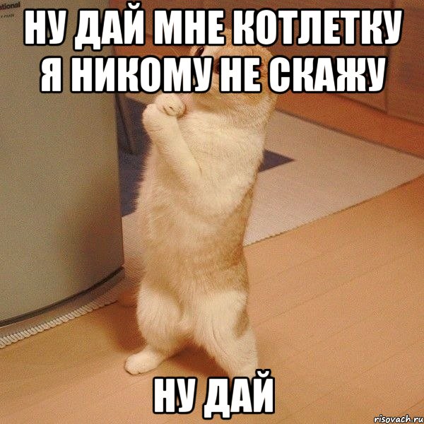 Ну дай мне котлетку я никому не скажу Ну дай, Мем  котэ молится