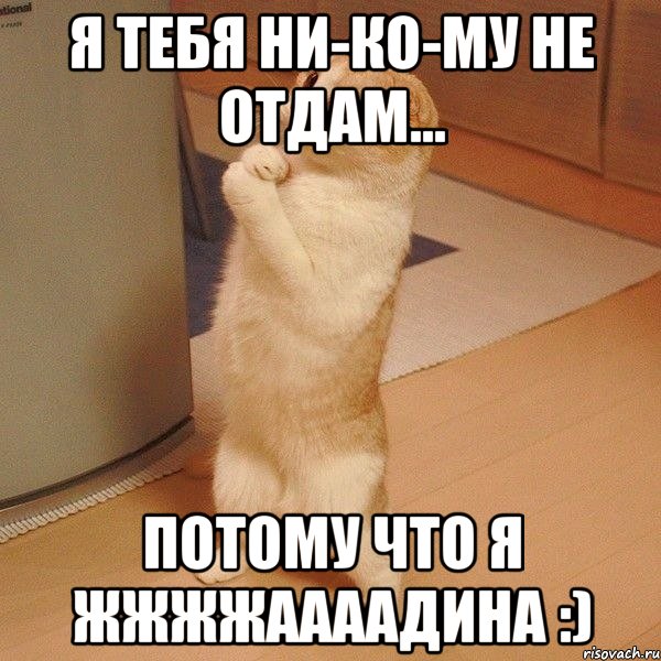 Я тебя НИ-КО-МУ не отдам... Потому что я ЖЖЖЖААААДИНА :), Мем  котэ молится