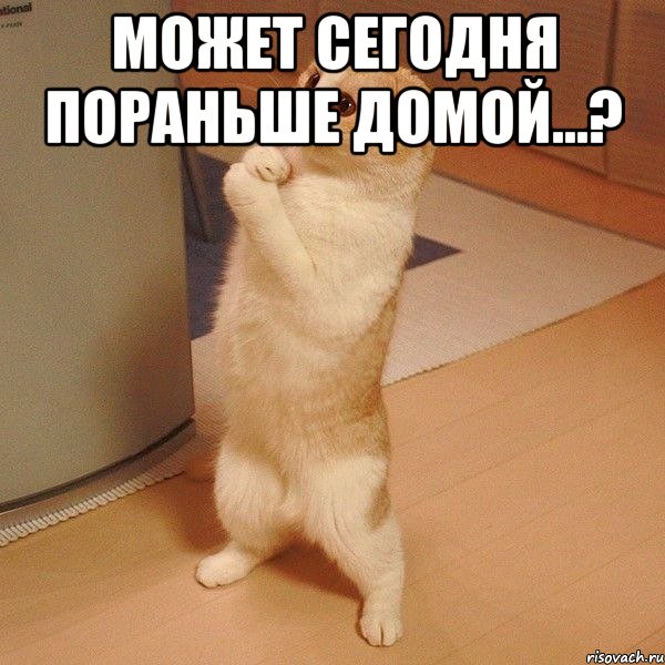 Может сегодня пораньше домой...? , Мем  котэ молится