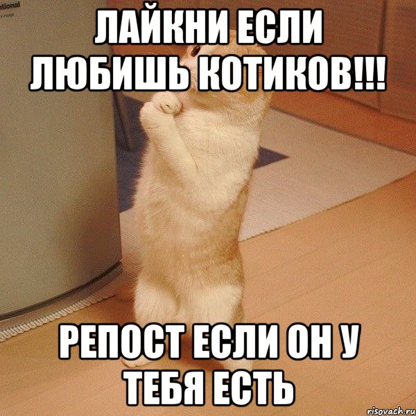 Лайкни если любишь котиков!!! Репост если он у тебя есть, Мем  котэ молится