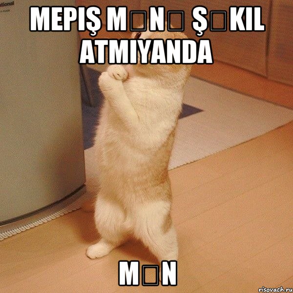 Mepiş mənə şəkil atmıyanda Mən, Мем  котэ молится