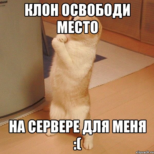 клон освободи место на сервере для меня :(, Мем  котэ молится