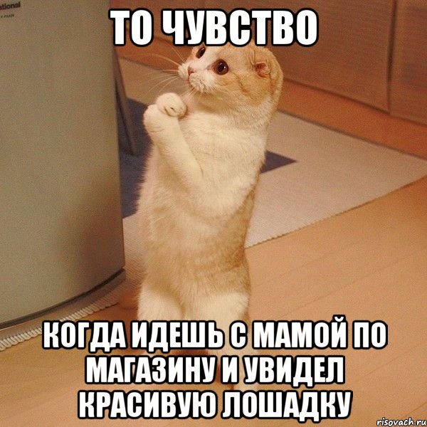 ТО ЧУВСТВО КОГДА ИДЕШЬ С МАМОЙ ПО МАГАЗИНУ И УВИДЕЛ КРАСИВУЮ ЛОШАДКУ, Мем  котэ молится