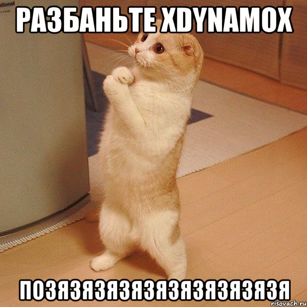 Разбаньте XDynamoX Позязязязязязязязязязя, Мем  котэ молится