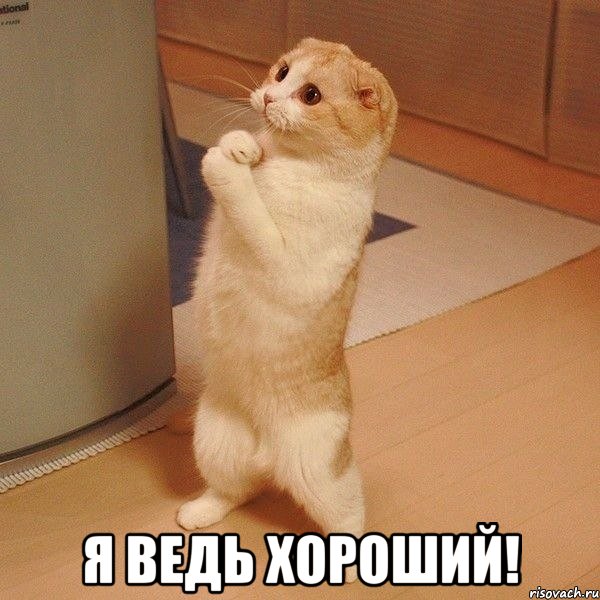  я ведь хороший!, Мем  котэ молится