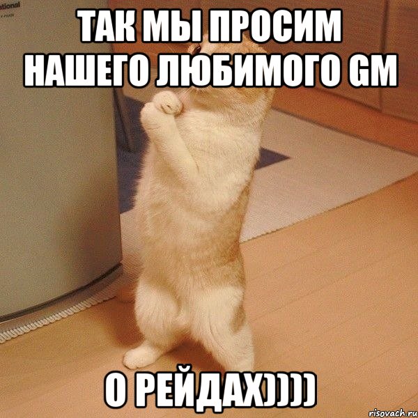 так мы просим нашего любимого GM о рейдах)))), Мем  котэ молится