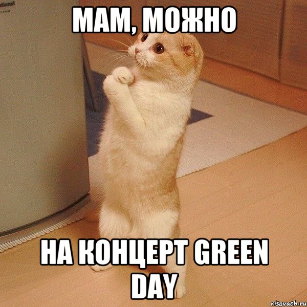 мам, можно на концерт green day, Мем  котэ молится