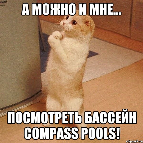 А можно и мне... посмотреть бассейн Compass Pools!, Мем  котэ молится