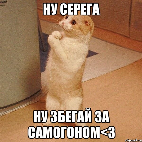 Ну серега Ну збегай за самогоном<3, Мем  котэ молится