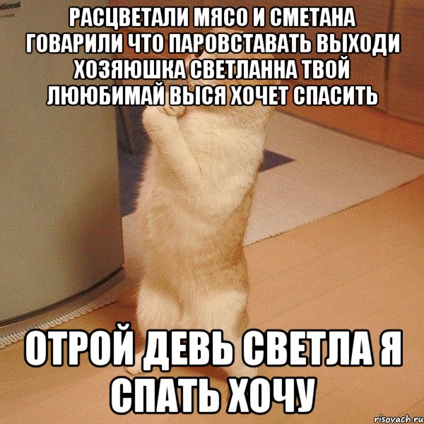 расцветали мясо и сметана говарили что паровставать выходи хозяюшка светланна твой лююбимай выся хочет спасить отрой девь светла я спать хочу, Мем  котэ молится