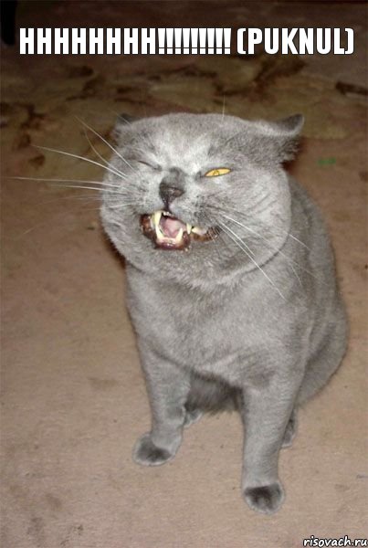 HHHHHHHH!!!!!!!!! (puknul), Комикс котэк