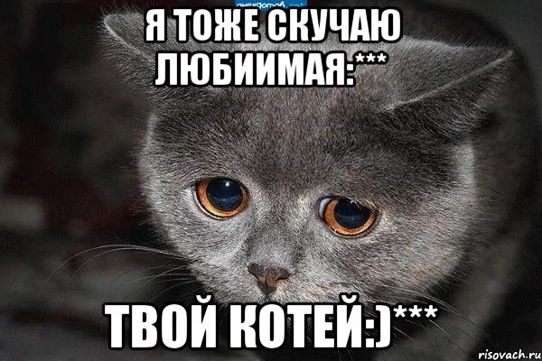 Я тоже скучаю любиимая:*** Твой котей:)***, Мем  Грустный кот