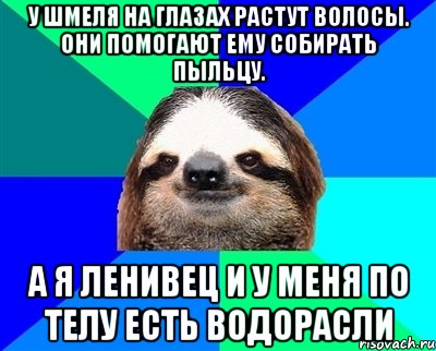 У шмеля на глазах растут волосы. Они помогают ему собирать пыльцу. а я ленивец и у меня по телу есть водорасли, Мем Ленивец