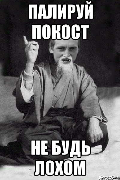 палируй покост не будь лохом, Мем Мудрий паца