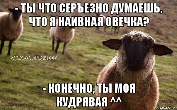 - ты что серъезно думаешь, что я наивная овечка? - конечно, ты моя кудрявая ^^, Мем  Наивная Овца