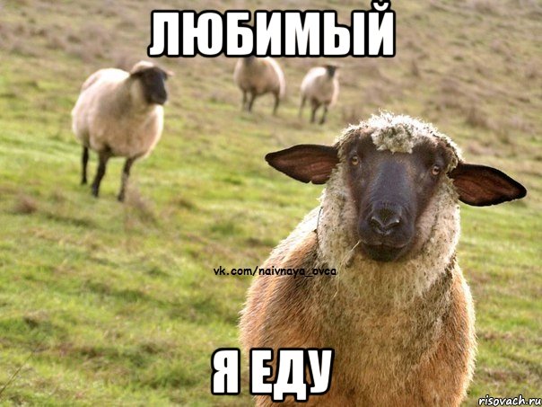Любимый Я еду, Мем  Наивная Овца