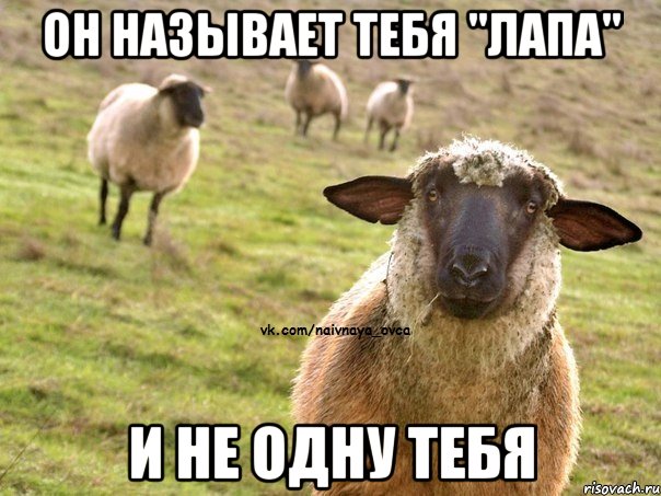 ОН называет тебя "лапа" и не одну тебя, Мем  Наивная Овца