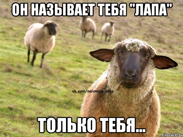 ОН называет тебя "лапа" только тебя..., Мем  Наивная Овца