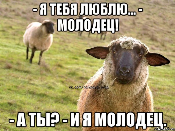 - я тебя люблю... - Молодец! - А ты? - И я молодец., Мем  Наивная Овца