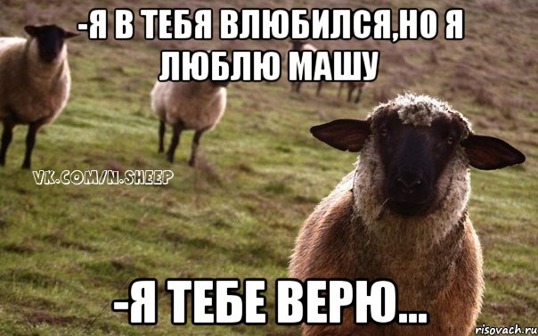 -я в тебя влюбился,но я люблю Машу -я тебе верю..., Мем  Наивная Овца