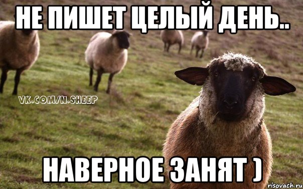 Не пишет целый день.. Наверное занят ), Мем  Наивная Овца