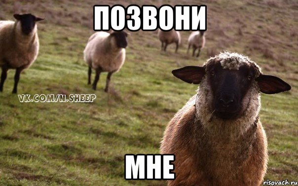 ПОЗВОНИ МНЕ, Мем  Наивная Овца