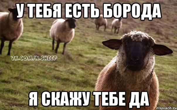 У ТЕБЯ ЕСТЬ БОРОДА Я СКАЖУ ТЕБЕ ДА, Мем  Наивная Овца