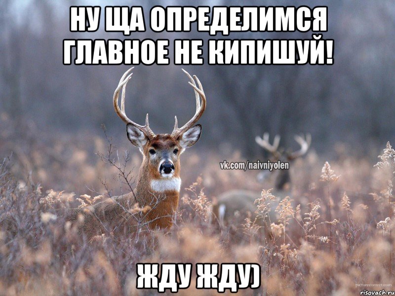 ну ща определимся главное не кипишуй! жду жду), Мем   Наивный олень