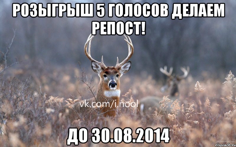 Розыгрыш 5 голосов Делаем репост! До 30.08.2014, Мем   Наивный олень