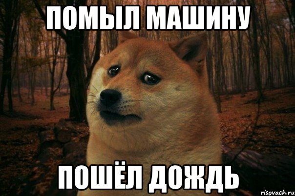 помыл машину пошëл дождь, Мем SAD DOGE