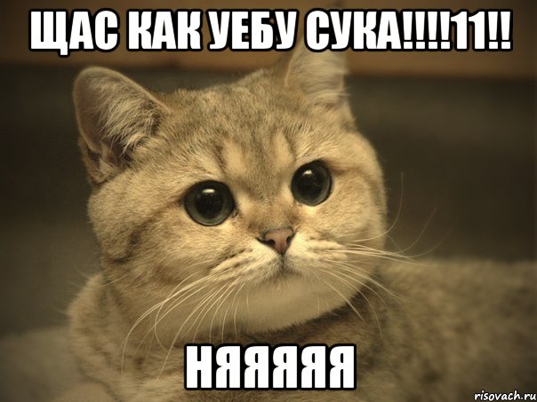 Щас как уебу сука!!!!11!! Няяяяя, Мем Пидрила ебаная котик