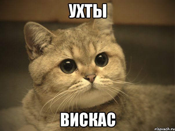 Ухты Вискас