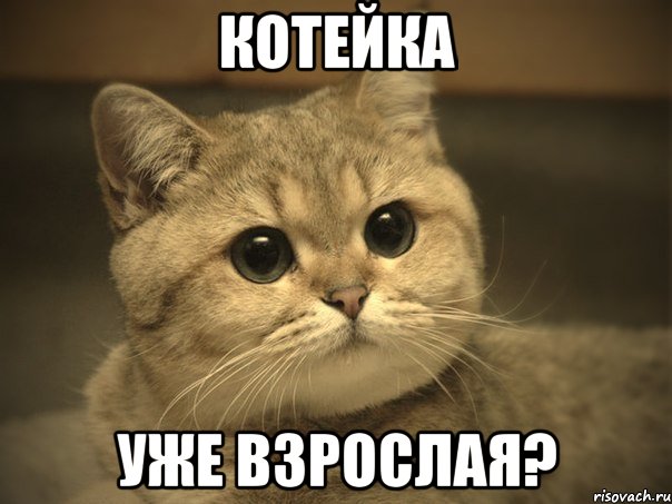 котейка уже взрослая?