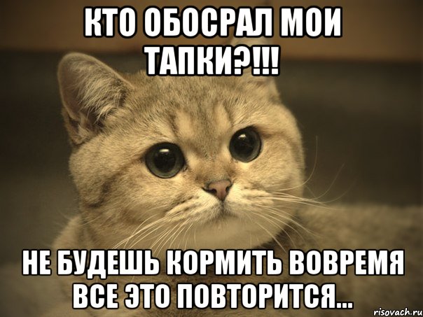 Кто обосрал мои тапки?!!! Не будешь кормить вовремя все это повторится...