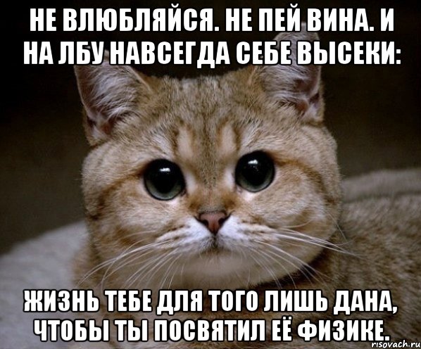 Не влюбляйся. Не пей вина. И на лбу навсегда себе высеки: Жизнь тебе для того лишь дана, Чтобы ты посвятил её физике., Мем Пидрила Ебаная