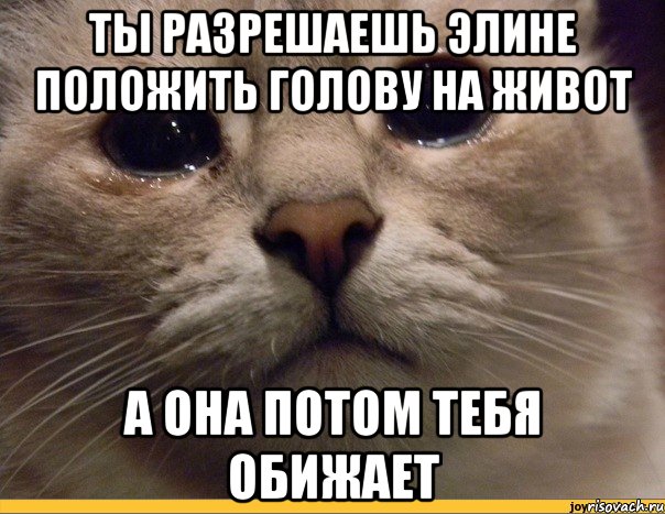 ты разрешаешь Элине положить голову на живот а она потом тебя обижает, Мем   В мире грустит один котик