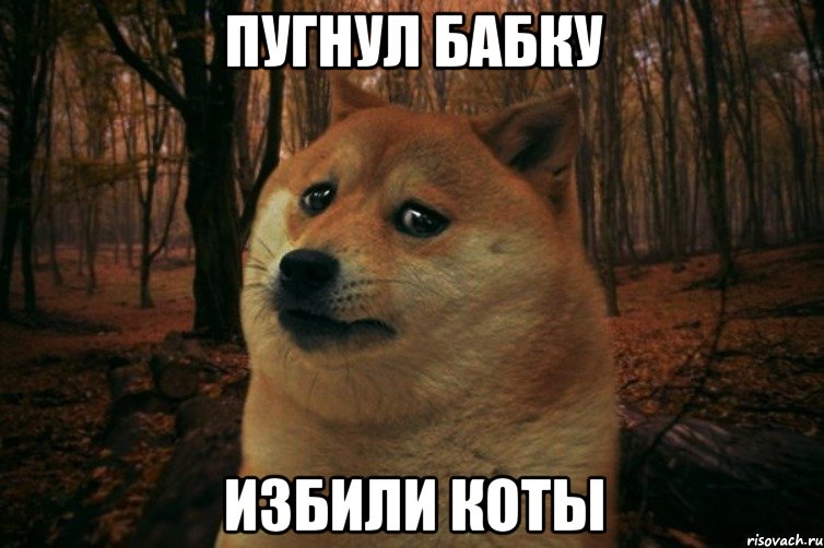 пугнул бабку избили коты, Мем SAD DOGE