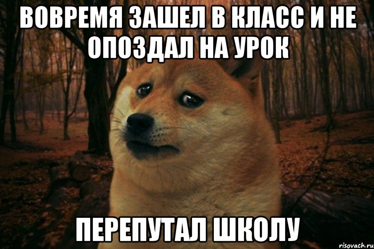 вовремя зашел в класс и не опоздал на урок перепутал школу, Мем SAD DOGE