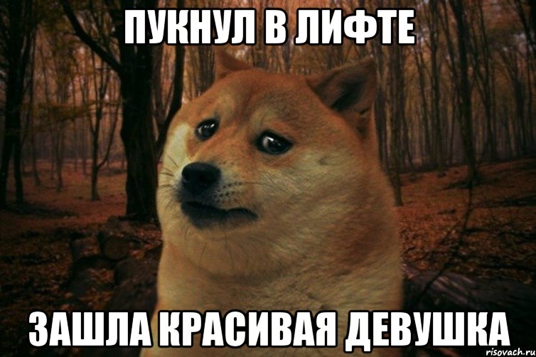 пукнул в лифте зашла красивая девушка, Мем SAD DOGE