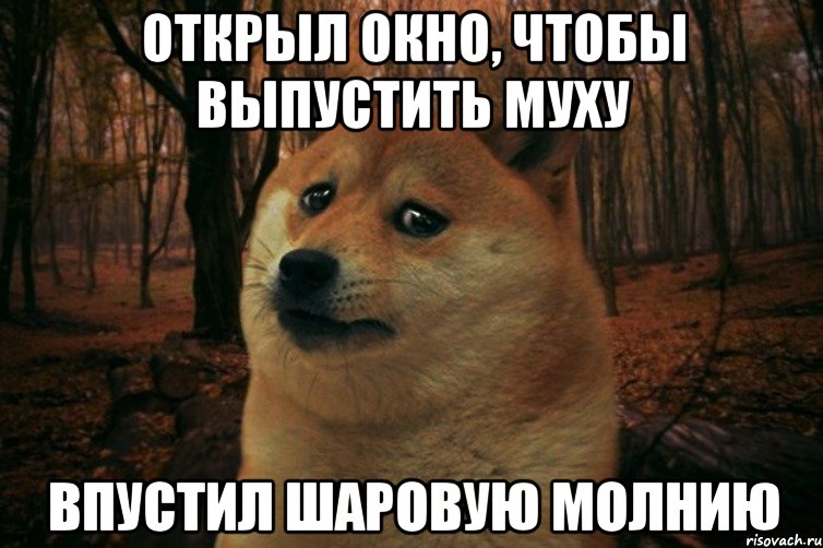 открыл окно, чтобы выпустить муху впустил шаровую молнию, Мем SAD DOGE