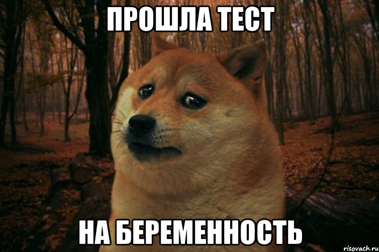 прошла тест на беременность, Мем SAD DOGE